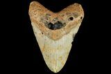 Fossil Megalodon Tooth - North Carolina #109803-1